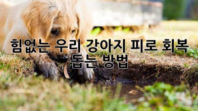 힘없는 우리 강아지, 피로 회복 돕는 방법